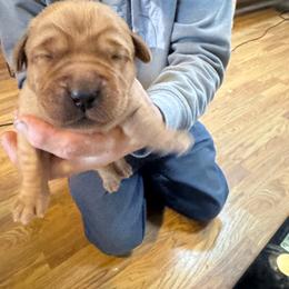 Girl 4 - Yellow female Labrador Retriever puppy in Nova, Ohio from Cary’s Buck Creek Farm LLC