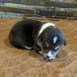 Boy1 - Black and tan male American Corgi puppy in Visalia, California from VIP Stables