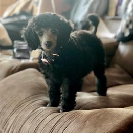 Poodles from Huck’s Pups