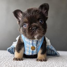 Shiloh - Tricolors female French Bulldog puppy in Porter, Texas from Whatabulldog