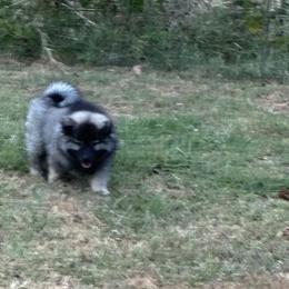 Keeshond Puppies from Debbie Courtney