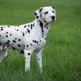 Cauley - Dalmatian