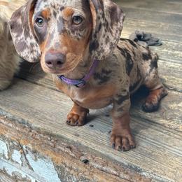 Jenga - Dachshund