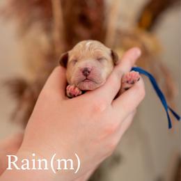 Rain - Apricot male Goldendoodle puppy in Acton, Maine from Silver Pines Pups