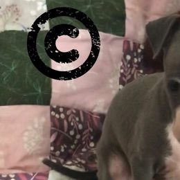 Italian Greyhounds from Amayz Italian Greyhounds