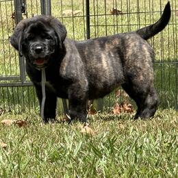Mastiff Puppies from Beaver Creek Mastiffs