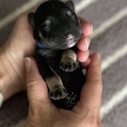 Miniature Schnauzer Puppies from Adrienne Exum