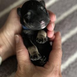 Miniature Schnauzer Puppies from Adrienne Exum