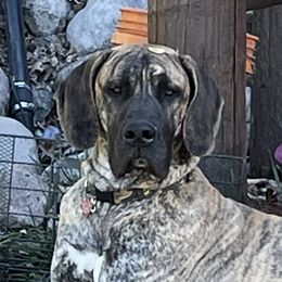 Hawkeye - Great Dane