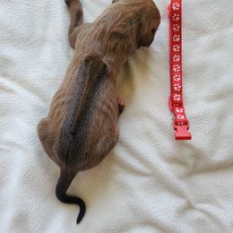 Rhodesian Ridgeback Puppies from Monarch Rhodesian Ridgebacks