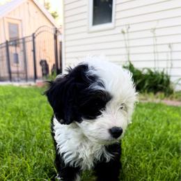 Piper - Tri-color male Bernedoodle puppy in Saint Francis, Kansas from Land of Oz Doodles