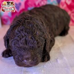 Orange Boy - Brown male Shihpoo puppy in Rockledge, Florida from Stormie's Doodles