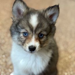 Noel - Wolf sable female Pomsky puppy in Magnolia, Texas from Solace Shelties and Pomskies