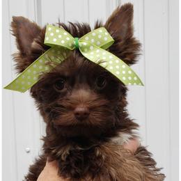 Girl 1 - Chocolate and tan female Yorkshire Terrier puppy in Marion Station, Maryland from Anna's Yorkie Treasures