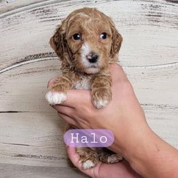 Halo (Purple Collar) - Red  female Goldendoodle puppy in Scurry, Texas from 07 Seven Oaks Goldens and Doodles