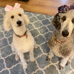 Poodle All Grown Up from Patch of Pines