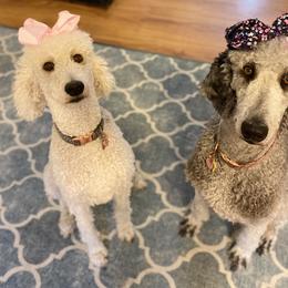Poodle All Grown Up from Patch of Pines