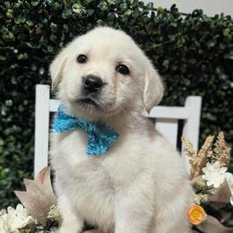 Black Yellow Boy - Yellow male Labrador Retriever puppy in Angola, Indiana from Reniers Labrador Retrievers