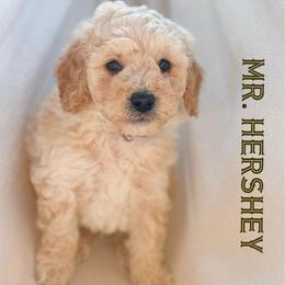Mr. Hershey - Cream male Goldendoodle puppy in Sacramento, California from Dandy Doodles Goldendoodles