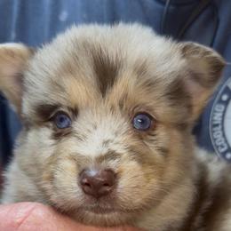 Mister Spacley - Merle male Pomsky puppy in Spring Hill, Florida from PDQ Pomskies