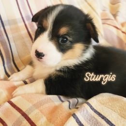 Sturgis - Black and tan male Pembroke Welsh Corgi puppy in Louisburg, North Carolina from Lucky Penny Corgis