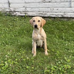 Labrador Retriever Puppies from County Line Gun Dogs