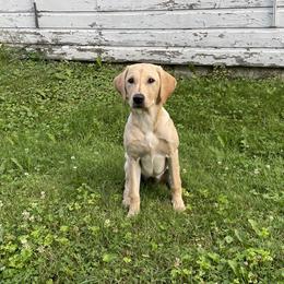Labrador Retriever Puppies from County Line Gun Dogs