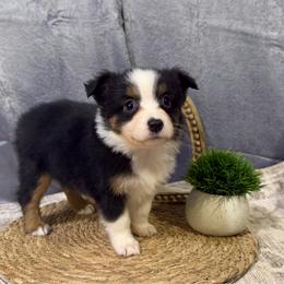 Polly - Black tri female Miniature American Shepherd puppy in Clinton, Missouri from Mockingbirds American Minis