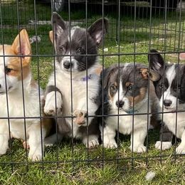 American Corgis and Pembroke Welsh Corgis from TW Corgis