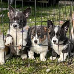 American Corgis and Pembroke Welsh Corgis from TW Corgis