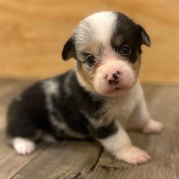 Blue merle 2 - White and black female Pembroke Welsh Corgi puppy in Glendale, Arizona from CorgiholicsAz