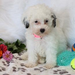 Dove - Parti female Poodle puppy in Green Forest, Arkansas from Horseshoe Drive Kennel