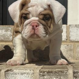 Blaze - Chocolate tri-color male Bulldog puppy in Rome, Georgia from English Bulldogs of the Seven Hills