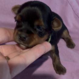 Patrick - Black and tan male Yorkshire Terrier puppy in Wagoner, Oklahoma from Rosenthal Yorkies