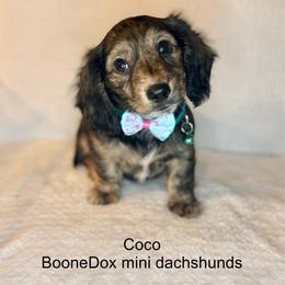 Coco - Brindle female Dachshund puppy in Lexington, Oklahoma from BooneDox Miniature Dachshunds