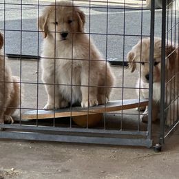 Golden Retriever All Grown Up from Classical Goldens
