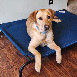 "Felix x Ezra '21 (Miss Purple)" Labrador Retriever All Grown Up from VK Labradors