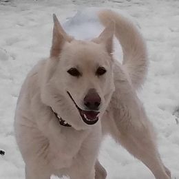 Frieda - German Shepherd