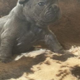 Kevin - Black and white male French Bulldog puppy in Philadelphia, Pennsylvania from Kiki Leigh Frenchies