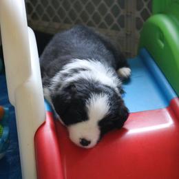 Border Collie Puppies from Top Notch Border Collies