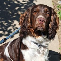 Rocko - English Springer Spaniel