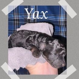 Yax - Black male Poodle puppy in Willisburg, Kentucky from Gabrielle’s AKC Toy Poodles