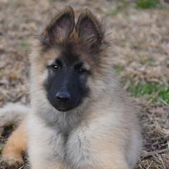 Aiden - Mahogany and black male Belgian Tervuren puppy in South Point, Ohio from Aftershock Belgians