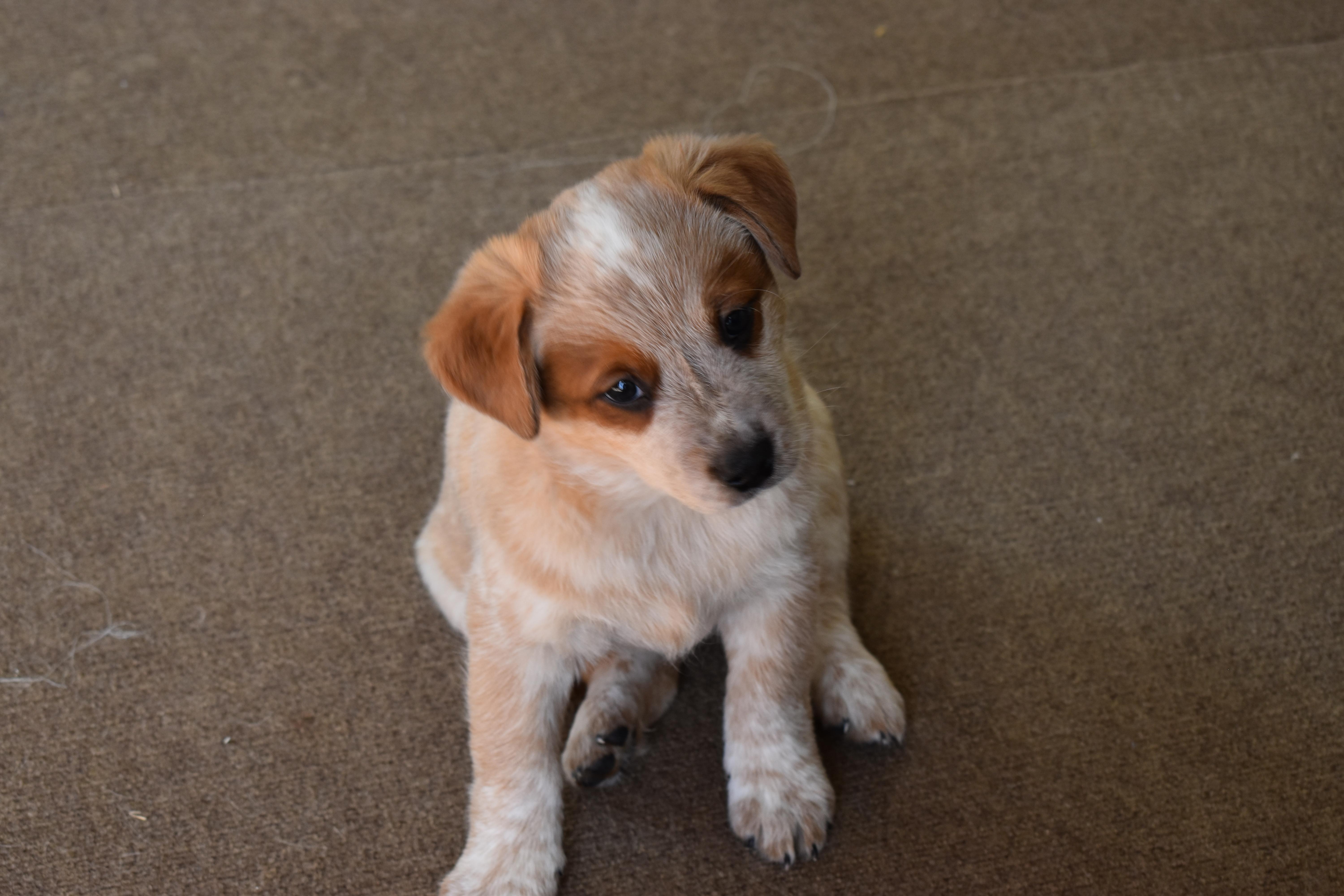 Dog of the Day: Zelda the Australian Cattle Dog | The Dogs of San Francisco, image size:6000x4000