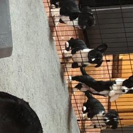 Cardigan Welsh Corgi Puppies from Heart & Soul Corgis