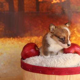 Pembroke Welsh Corgi Puppies from 3W Corgis