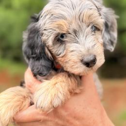 Aussiedoodle, Bordoodle, Goldendoodle, and Poodle Puppies from Korbella Farm