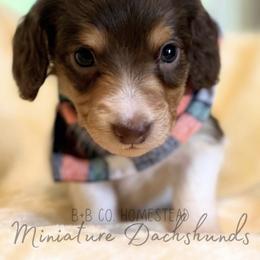 Dachshund Puppies from B+B Miniature Dachshunds