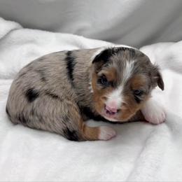 Tabitha - Blue merle female Toy Australian Shepherd puppy in Bly, Oregon from Apacheblus Toy Aussies