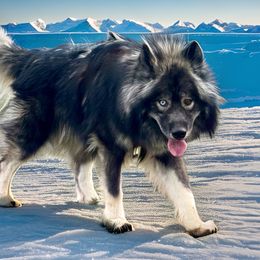 Zircon - Siberian Husky